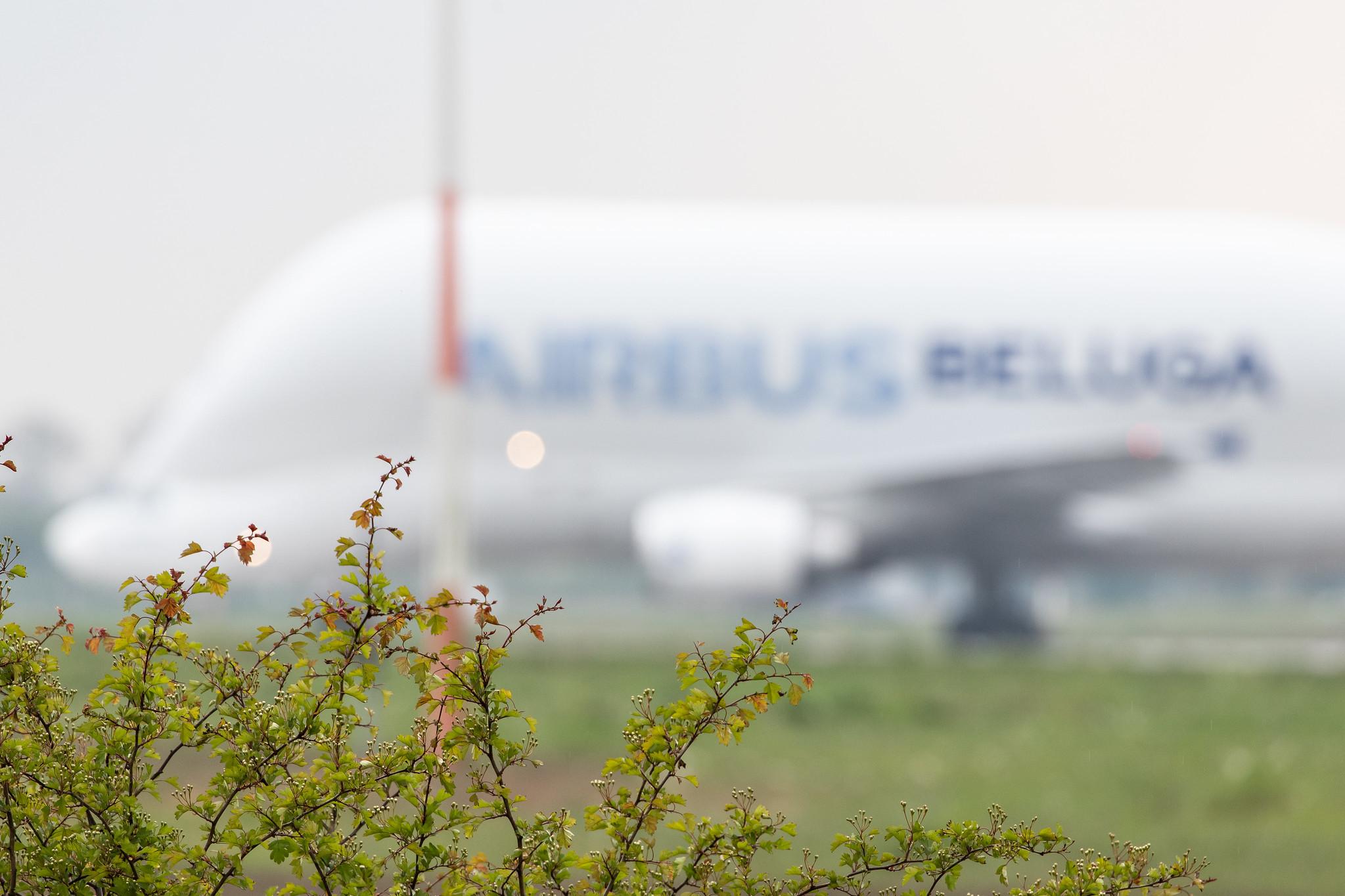 Flugplatz Hamburg-Finkenwerder: Airbus Transport International (4Y / BGA) |  Airbus A300-608ST Beluga A3ST | F-GSTF | MSN 796