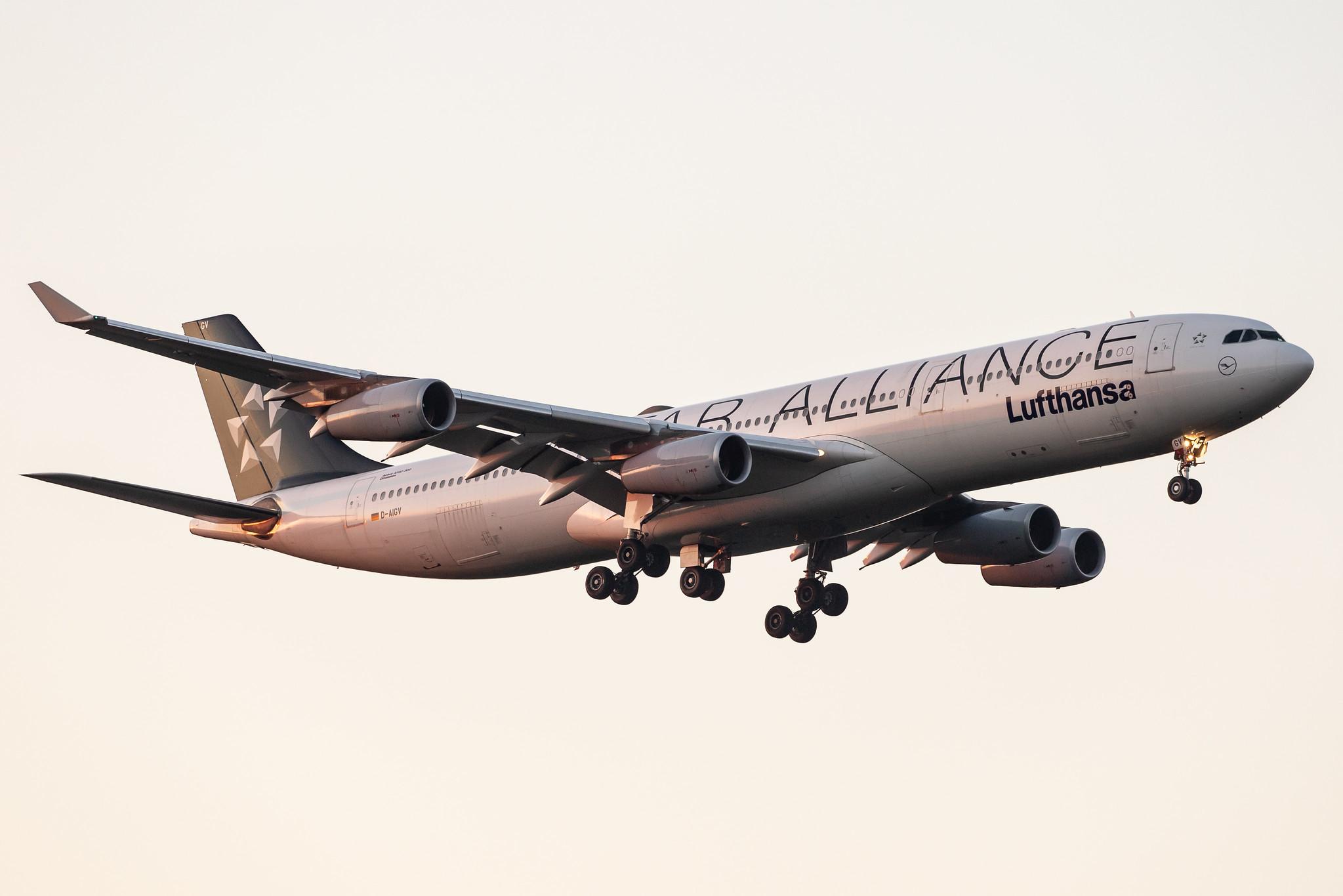 Frankfurt Airport: Lufthansa (LH / DLH) |  Livery: Star Alliance Livery |  Airbus A340-313 A343 | D-AIGV | MSN 0325