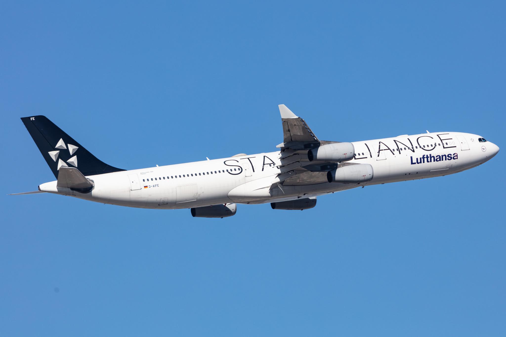 Frankfurt Airport: Lufthansa (LH / DLH) |  Livery: Star Alliance Livery |  Airbus A340-313 A343 | D-AIFE | MSN 0434