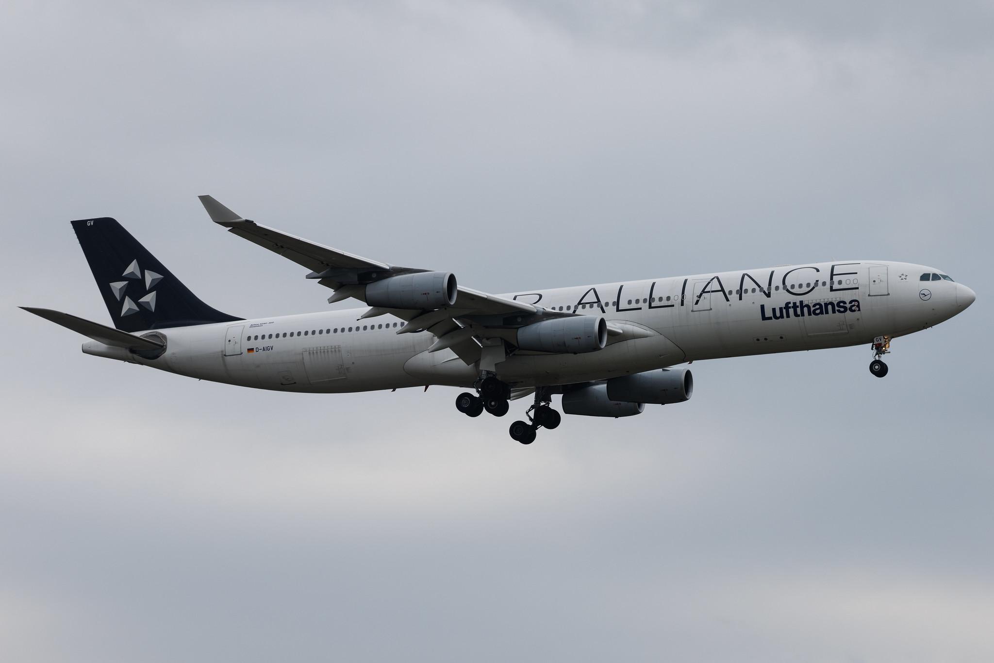 Frankfurt Airport: Lufthansa (LH / DLH) | Livery: Star Alliance Livery | Airbus A340-313 A343 | D-AIGV | MSN 0325