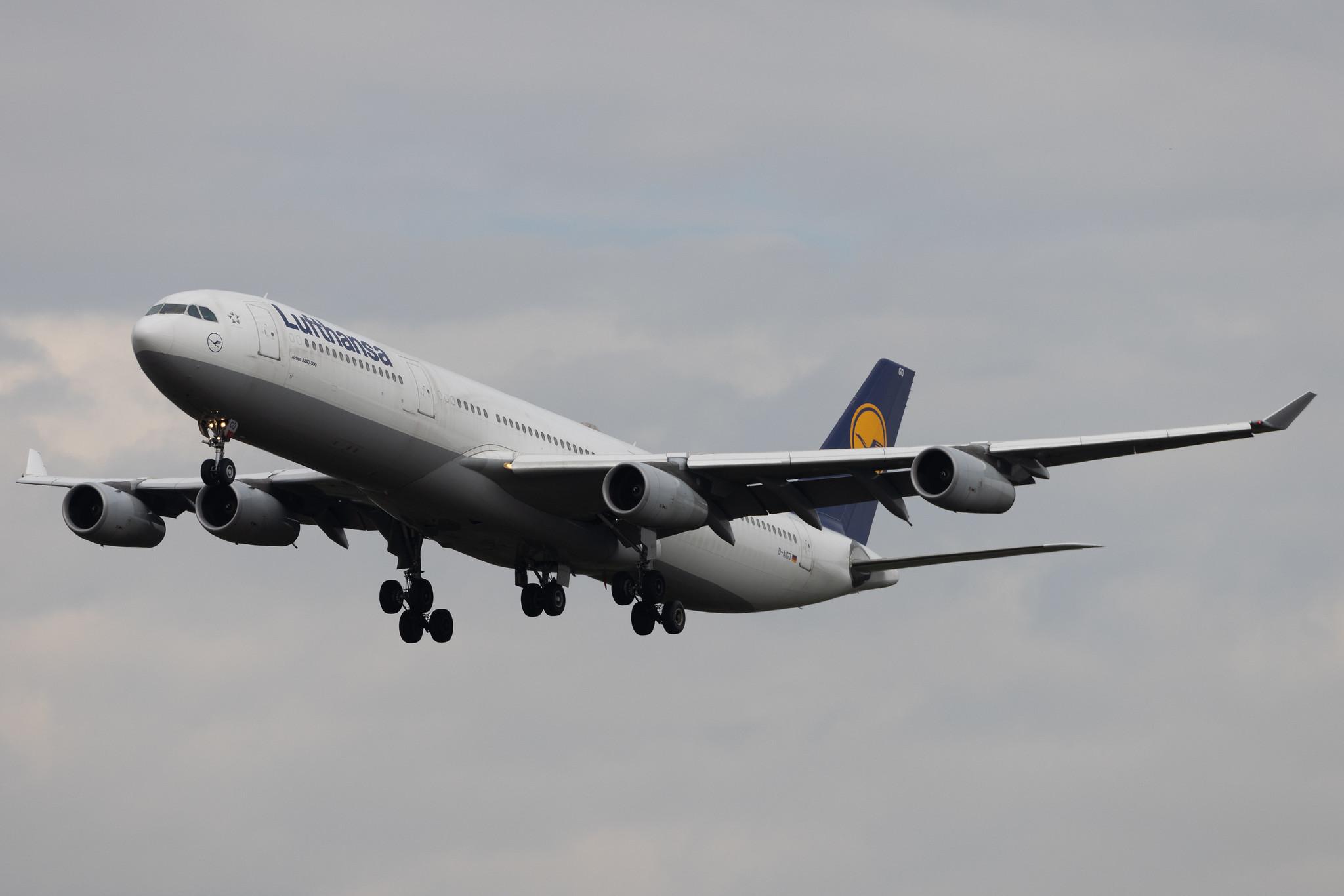 Frankfurt Airport: Lufthansa (LH / DLH) | Airbus A340-313 A343 | D-AIGO | MSN 0233