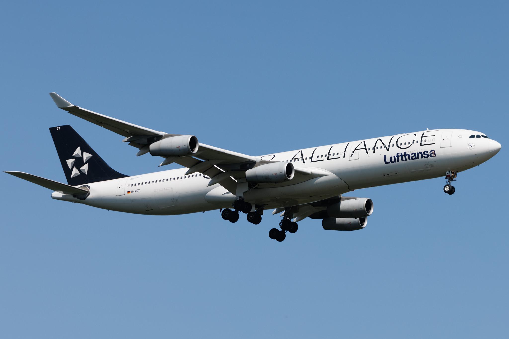 Frankfurt Airport: Lufthansa (LH / DLH) | Livery: Star Alliance Livery | Airbus A340-313 A343 | D-AIGV | MSN 0325