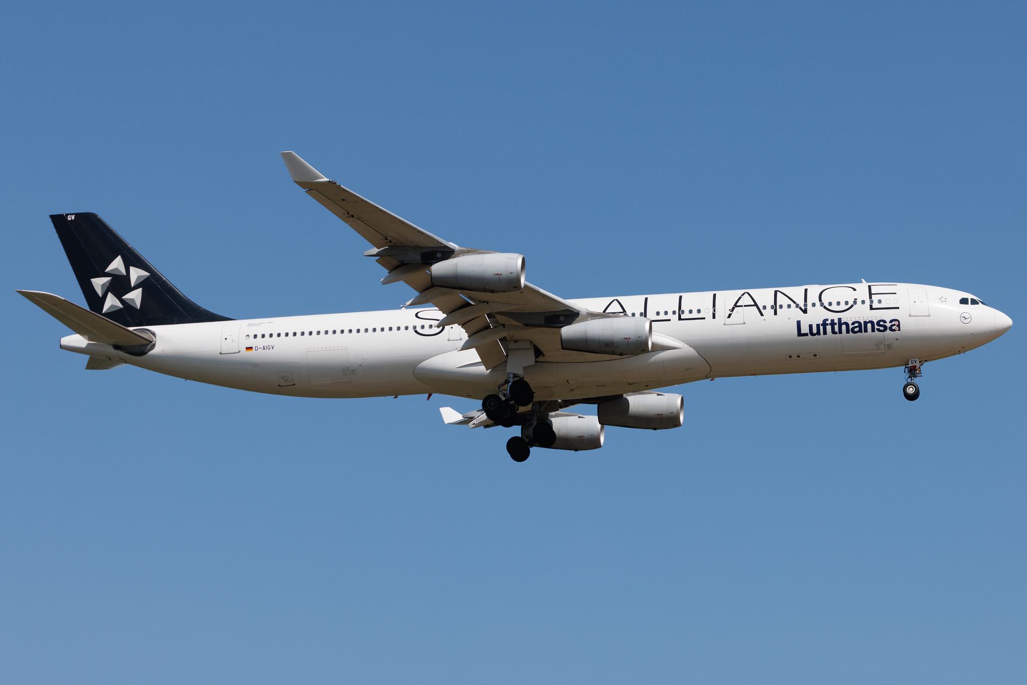 Frankfurt Airport: Lufthansa (LH / DLH) | Livery: Star Alliance Livery | Airbus A340-313 A343 | D-AIGV | MSN 0325