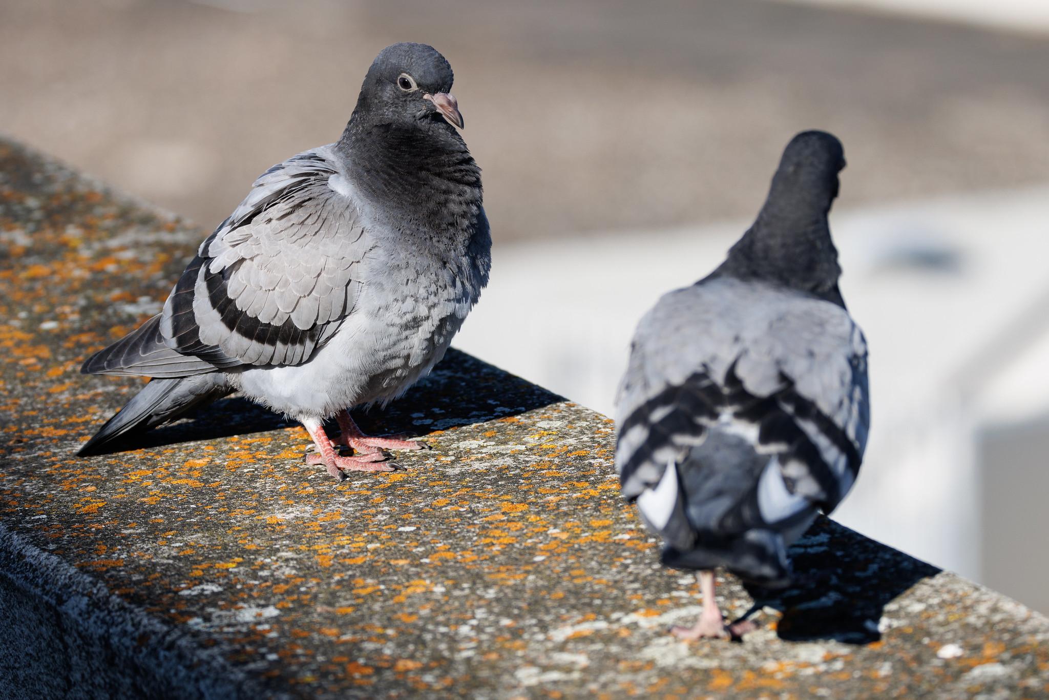 Köln Bonn Airport: Tauben